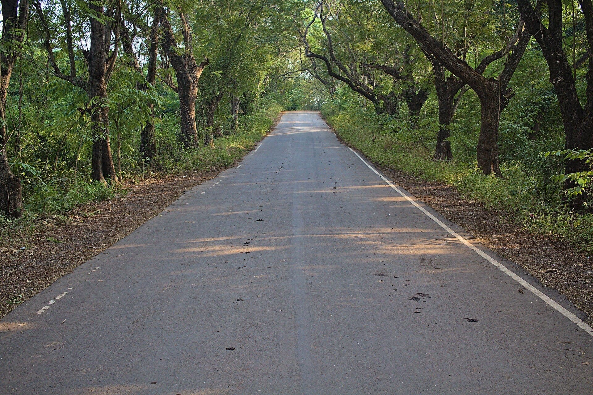 An empty road running straight through a tunnel of old trees in Aarey Colony