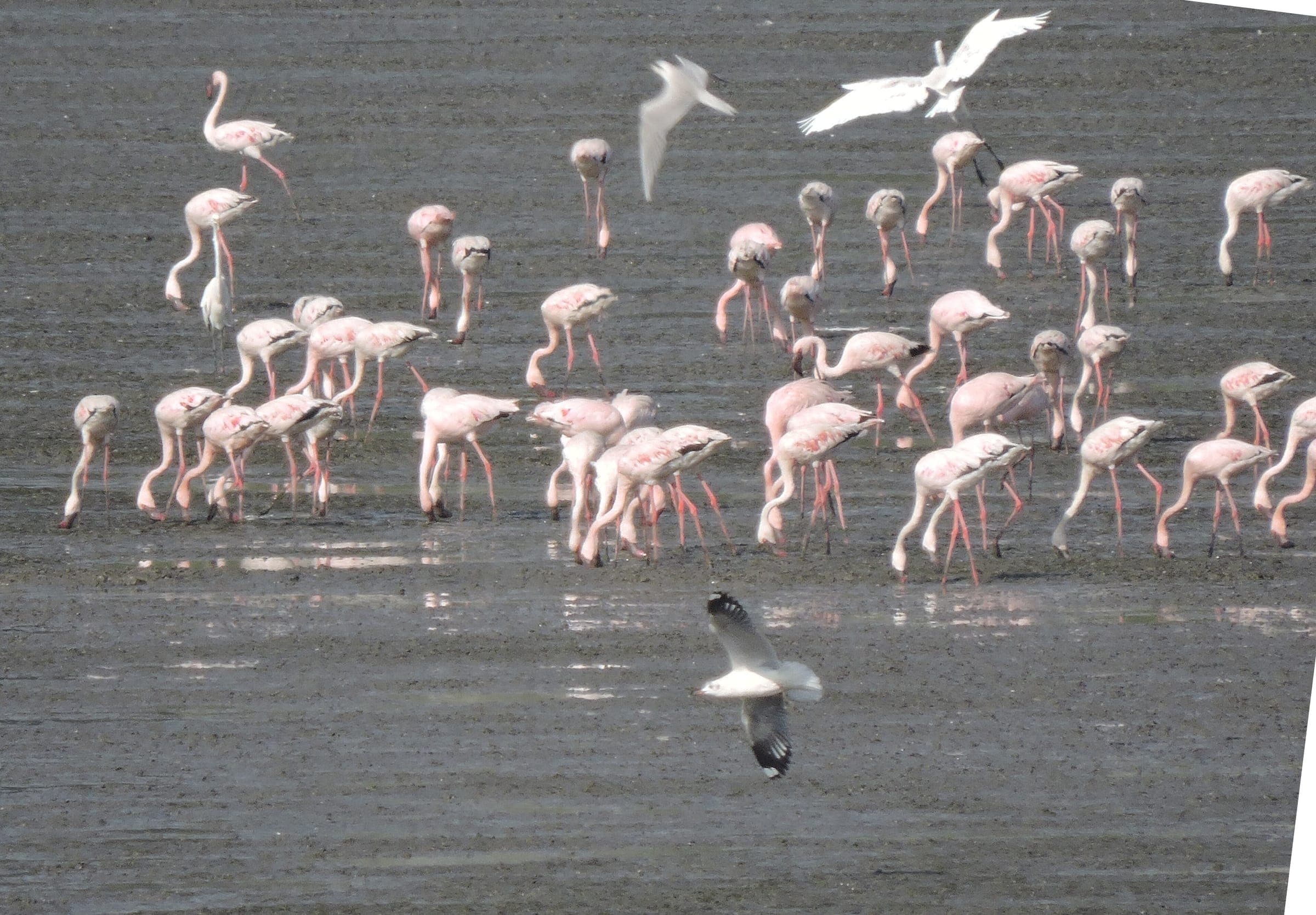 Flamingos feeding on the Sewri mudflats